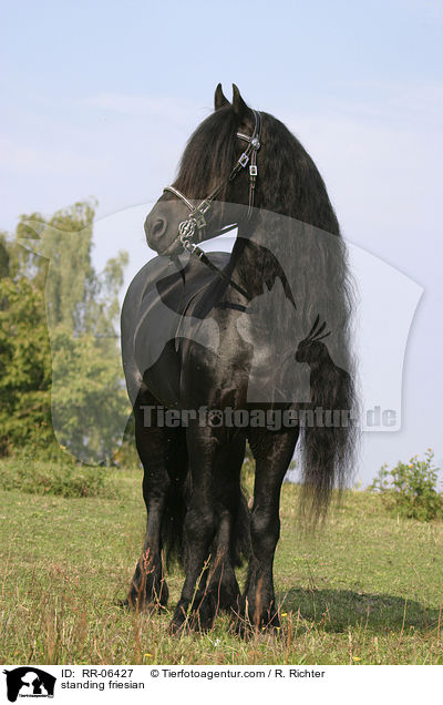 stehender Friese / standing friesian / RR-06427