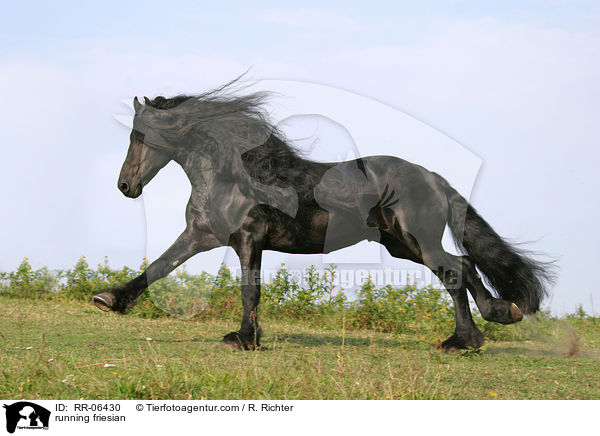 rennender Friese / running friesian / RR-06430