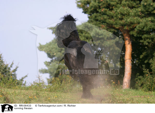 rennender Friese / running friesian / RR-06433