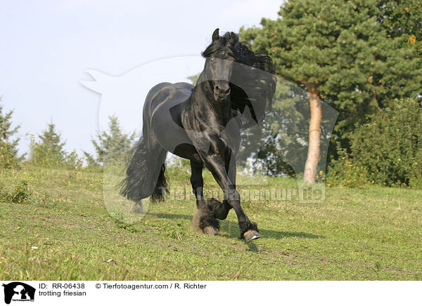 trabender friese / trotting friesian / RR-06438