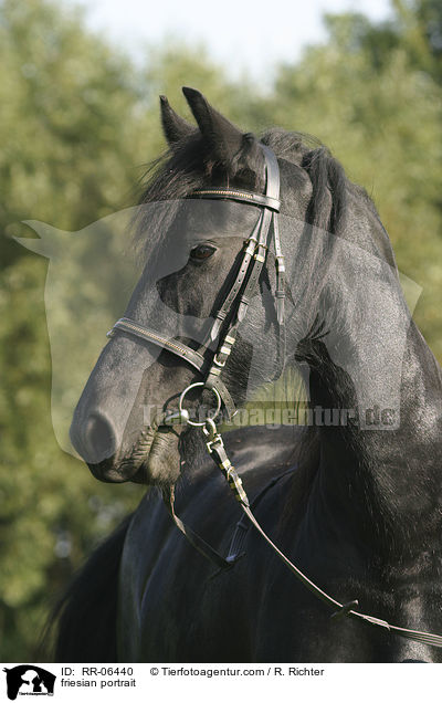Friese im Portrait / friesian portrait / RR-06440