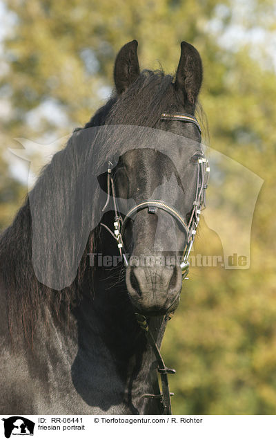 Friese im Portrait / friesian portrait / RR-06441