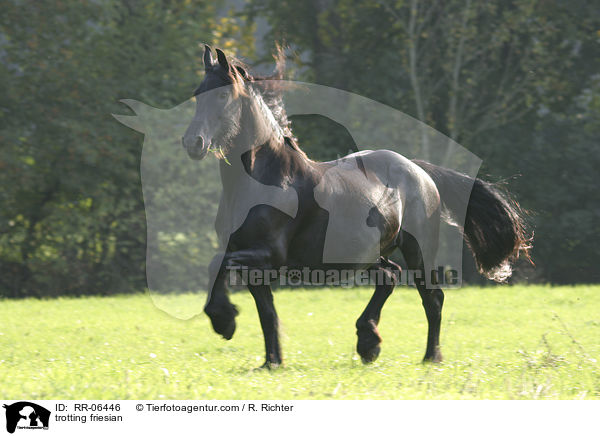 trabender Friese / trotting friesian / RR-06446