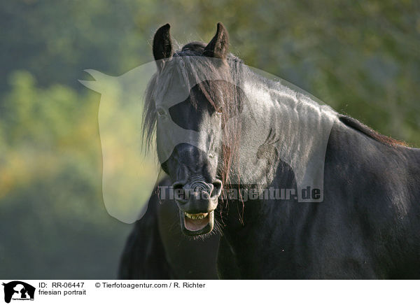 Friese im Portrait / friesian portrait / RR-06447