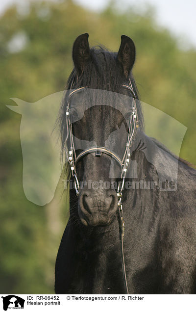 Friese im Portrait / friesian portrait / RR-06452