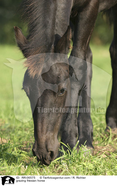 grasender Friese / grazing friesian horse / RR-06575