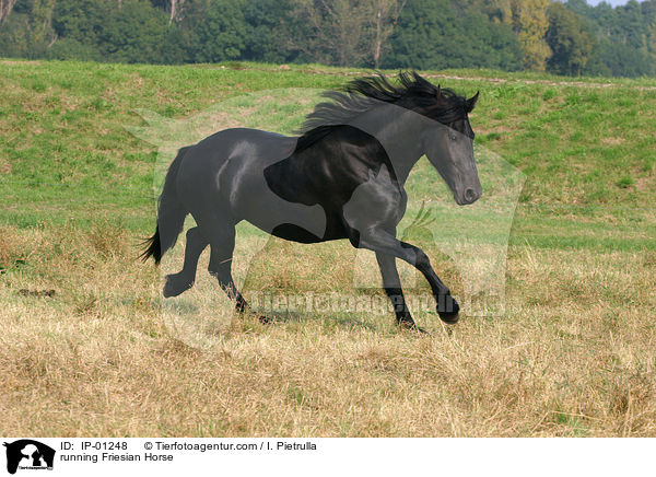 rennender Friese / running Friesian Horse / IP-01248