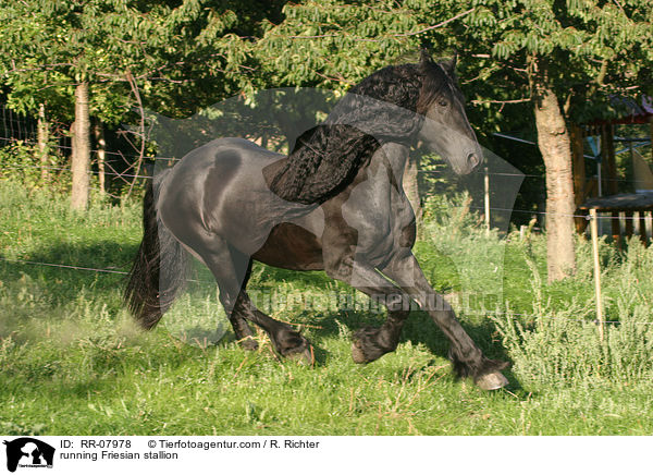 rennender Friesenhengst / running Friesian stallion / RR-07978