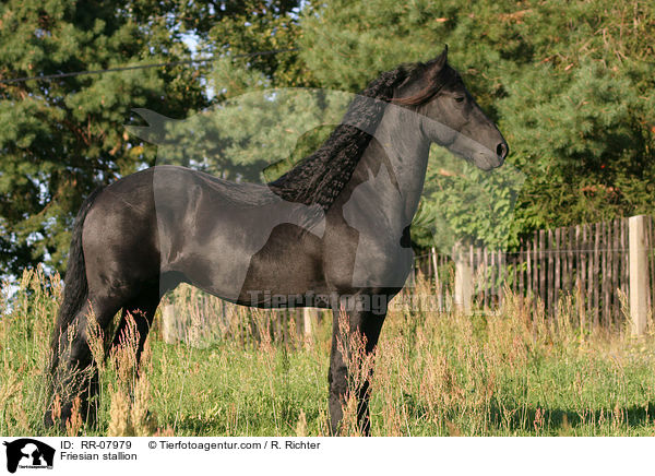Friesenhengst / Friesian stallion / RR-07979