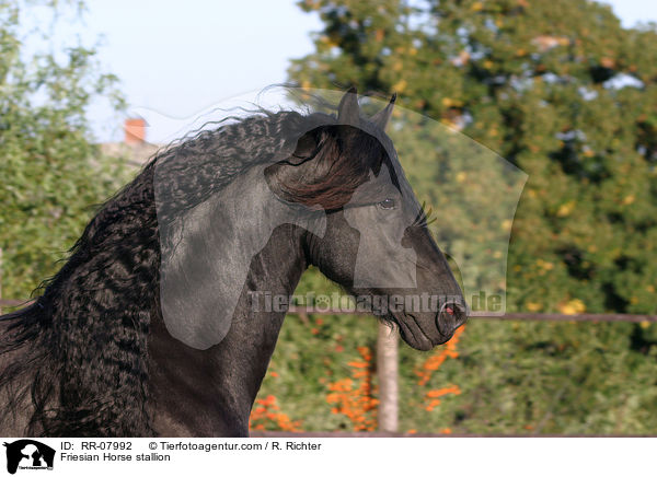 Friesenhengst Portrait / Friesian Horse stallion / RR-07992