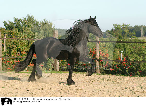 rennender Friesenhengst / running Friesian stallion / RR-07995