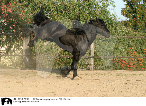 Friesenhengst keilt aus / kicking Friesian stallion / RR-07998