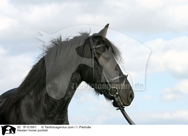 Friese Portrait / friesian horse portrait / IP-01661