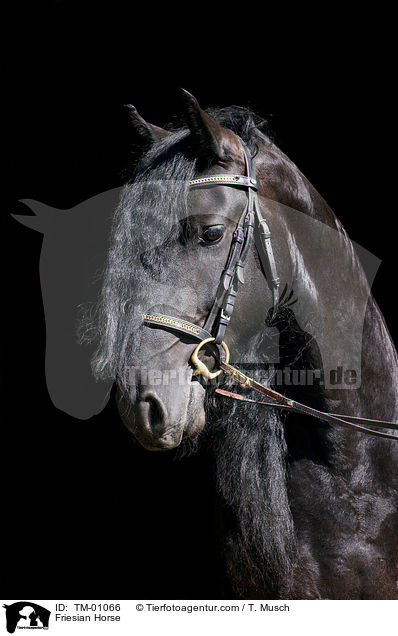 Friese / Friesian Horse / TM-01066