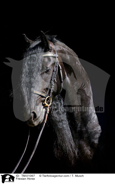 Friese / Friesian Horse / TM-01067