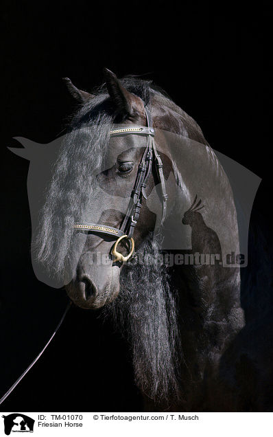 Friese / Friesian Horse / TM-01070