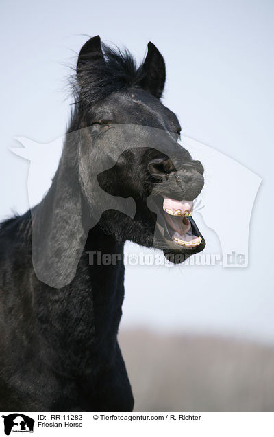 Friese Portrait / Friesian Horse / RR-11283