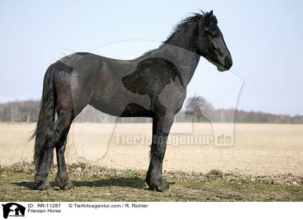 Friese / Friesian Horse / RR-11287