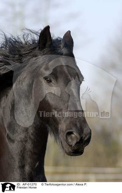 Friese im Portrait / Friesian Horse / AP-01270