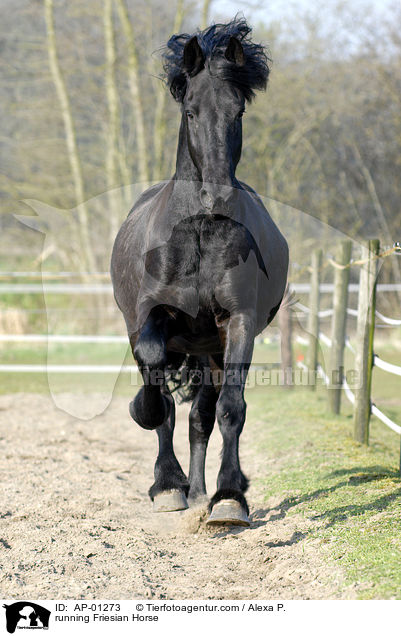 rennender Friese / running Friesian Horse / AP-01273