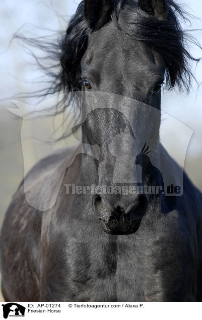Friese im Portrait / Friesian Horse / AP-01274