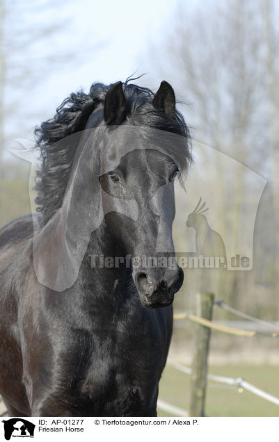 Friese im Portrait / Friesian Horse / AP-01277