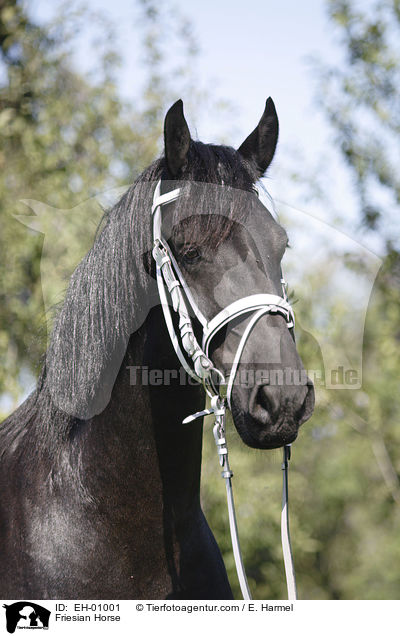Friese Portrait / Friesian Horse / EH-01001