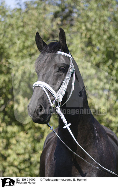 Friese Portrait / Friesian Horse / EH-01003