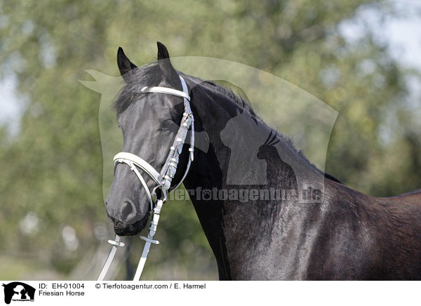 Friese Portrait / Friesian Horse / EH-01004