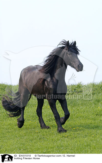 trabender Friese / trotting Friesian Horse / EH-01010