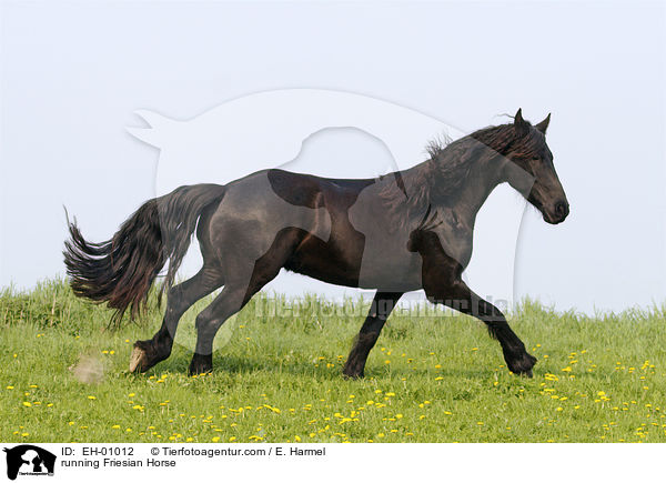 running Friesian Horse / EH-01012
