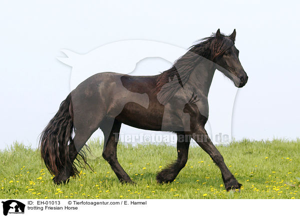 trabender Friese / trotting Friesian Horse / EH-01013