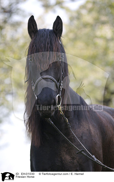 Friesian Horse / EH-01030