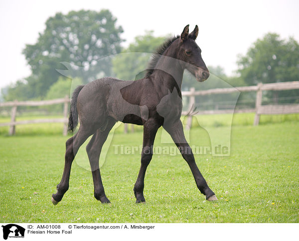 Friesian Horse Foal / AM-01008