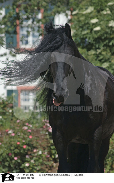 Friese Portrait / Friesian Horse / TM-01197