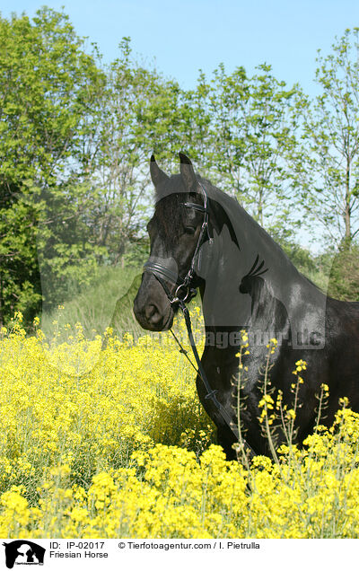 Friese im Raps / Friesian Horse / IP-02017