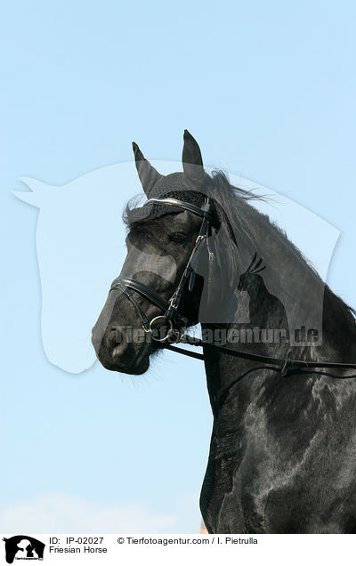 Friese / Friesian Horse / IP-02027