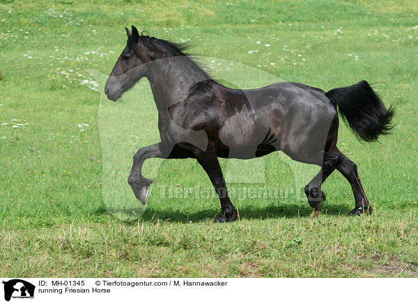 rennender Friese / running Friesian Horse / MH-01345