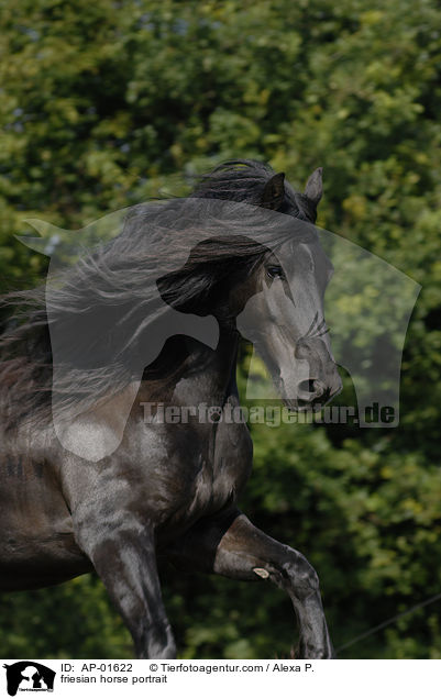 Friese Portrait / friesian horse portrait / AP-01622
