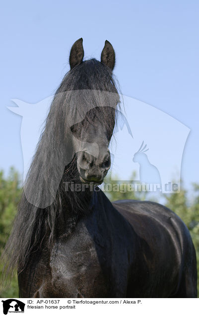 friesian horse portrait / AP-01637