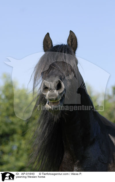 ghnender Friese / yawning friesian horse / AP-01640