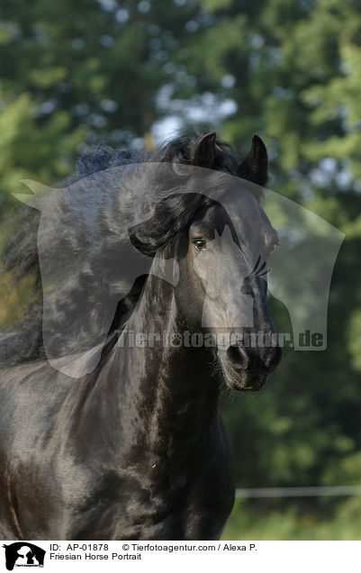 Friese Portrait / Friesian Horse Portrait / AP-01878