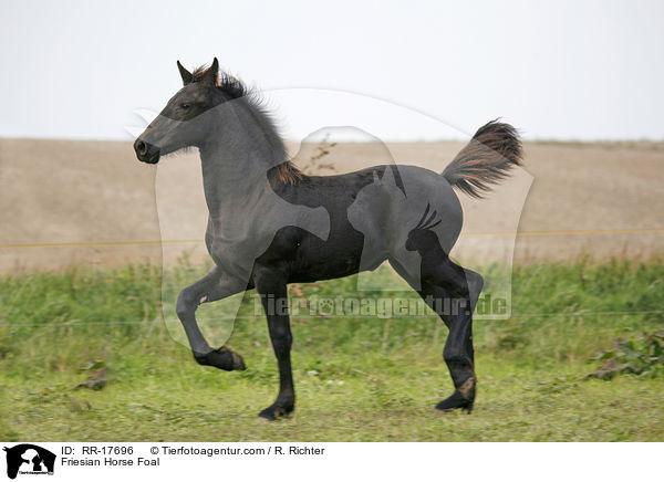Friesian Horse Foal / RR-17696
