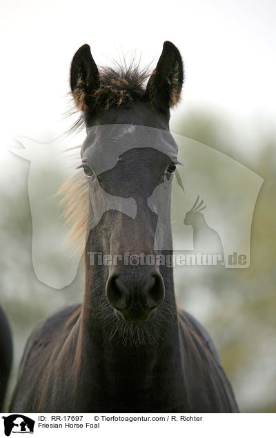 Friesian Horse Foal / RR-17697