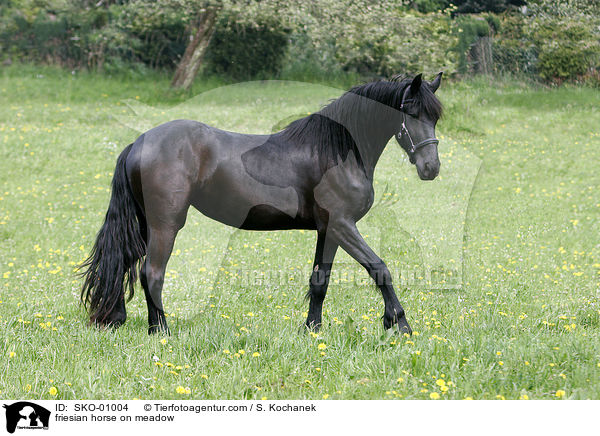 friesian horse on meadow / SKO-01004