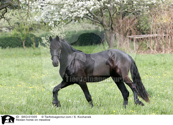friesian horse on meadow / SKO-01005