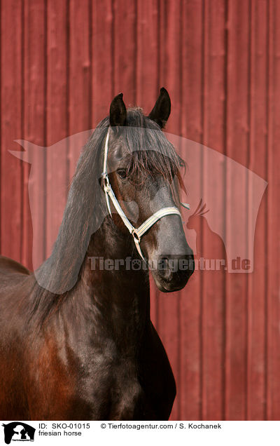 Friesenpferd / friesian horse / SKO-01015