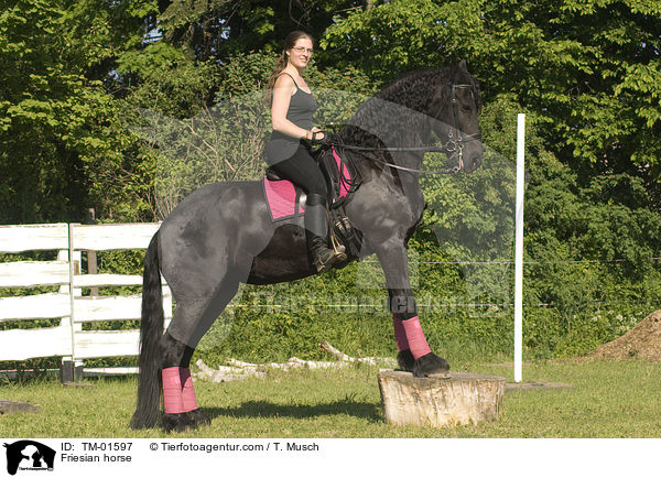 Friese / Friesian horse / TM-01597