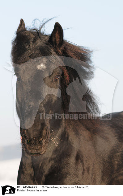 Friese im Winter / Frisian Horse in snow / AP-04429