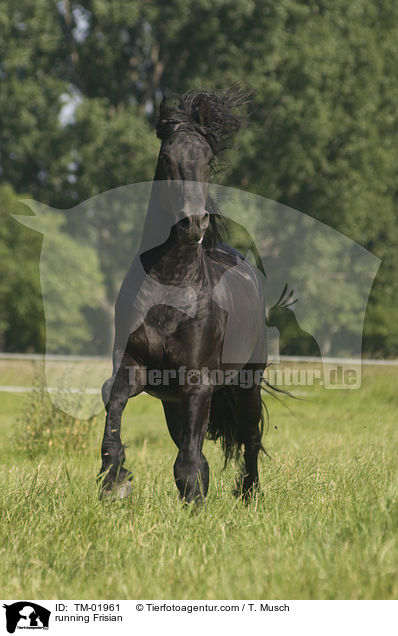 running Frisian / TM-01961